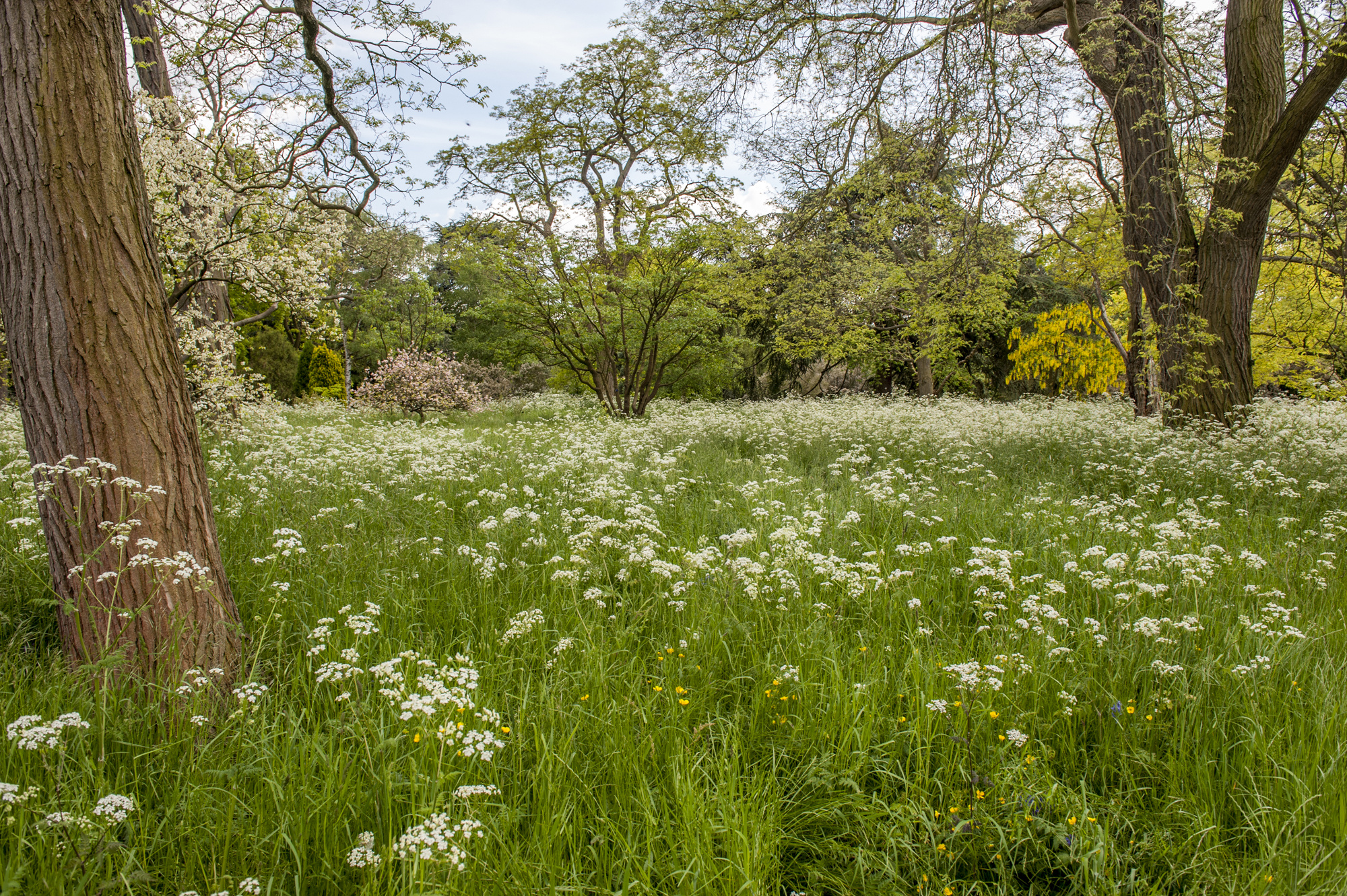 丘园(英国皇家植物园)kew royal botanic gardens