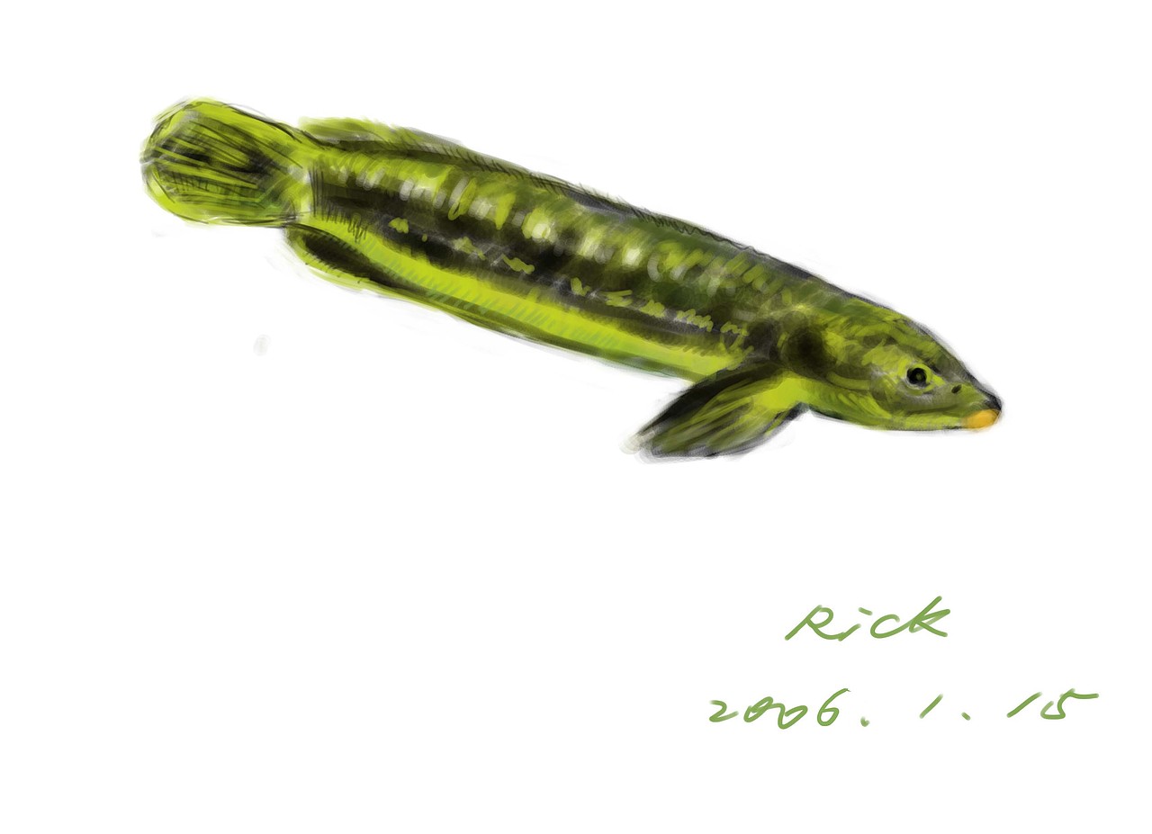 那些年用鼠标和数位板绘制的画