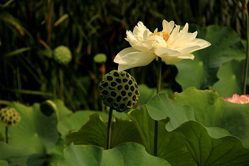 单反の莲花世界