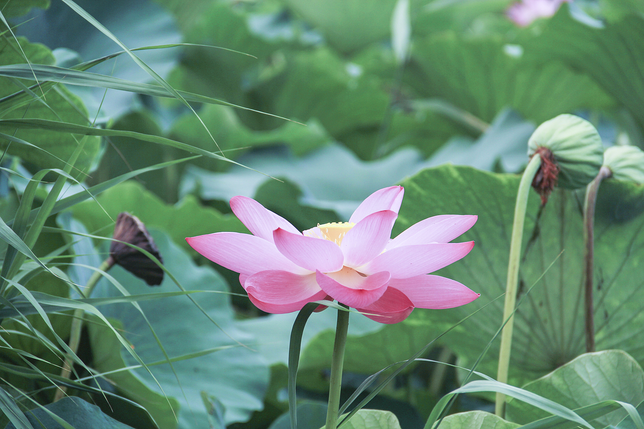 白洋淀荷花（圖ZNzA5ODY4MDQ=） - 風(fēng)光攝影 - 站酷設(shè)計(jì)師山山而川上的麥子原創(chuàng)素材 - 站酷ZCOOL