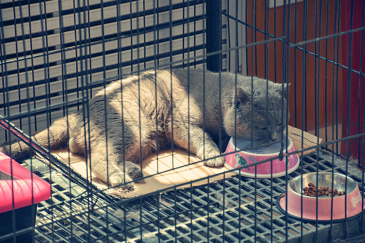 笼子里的大头&100张大头照片