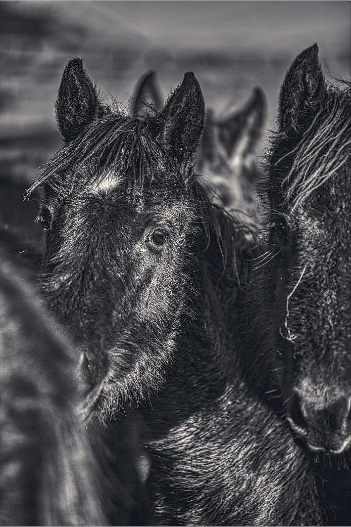 冬季的黑马 - 原创作品 - 站酷(zcool)