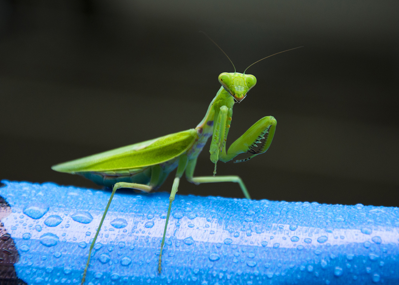 秋雨 螳螂