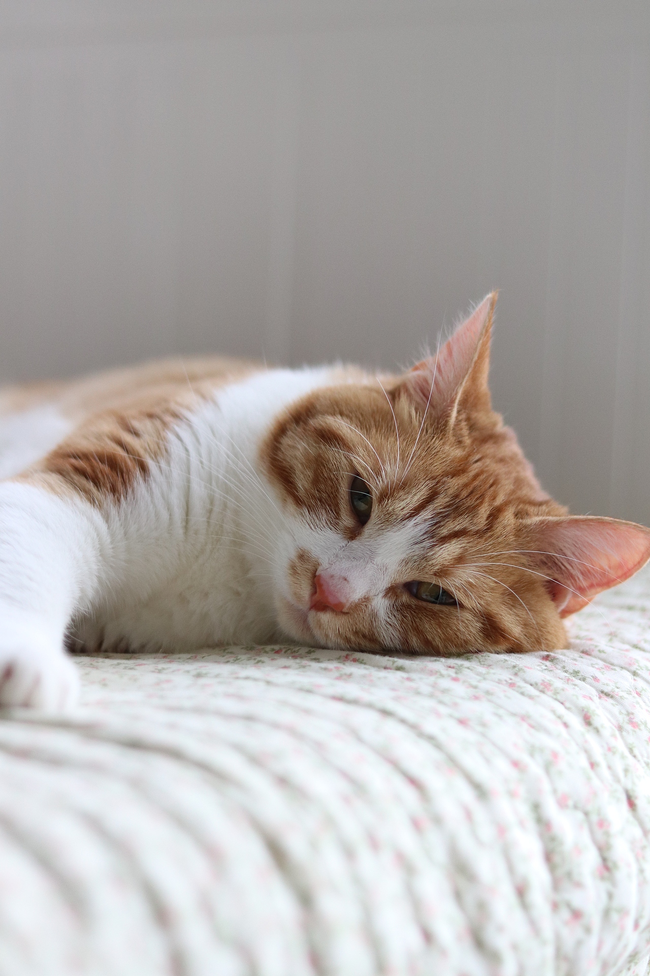 焦糖味的小喵不来一只嘛~