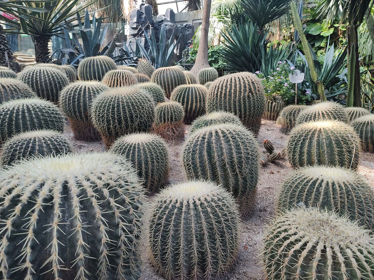 动物摄影，大连森林动物园（图ZMzU2MDMwODMy） - 风光摄影 - 站酷设计师南极洋原创素材 - 站酷ZCOOL