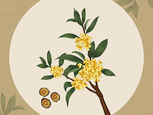 草药类_素材网站_图片免费下载-zcool站酷