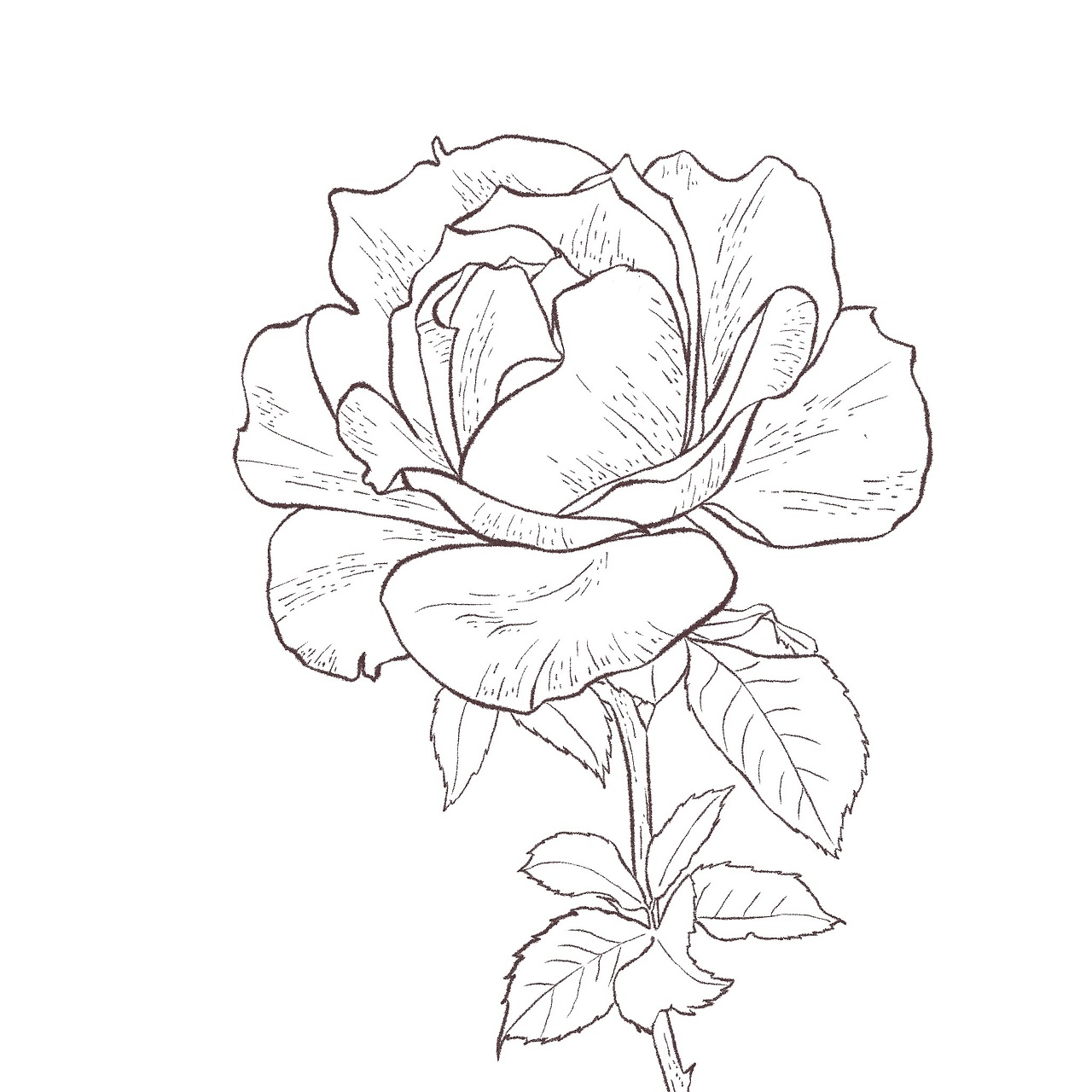 一组水彩花卉练习