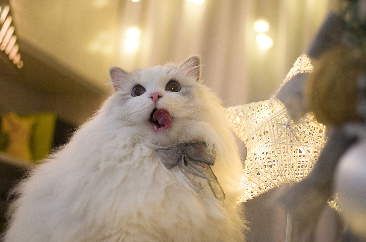 布偶猫米法圣诞节快乐