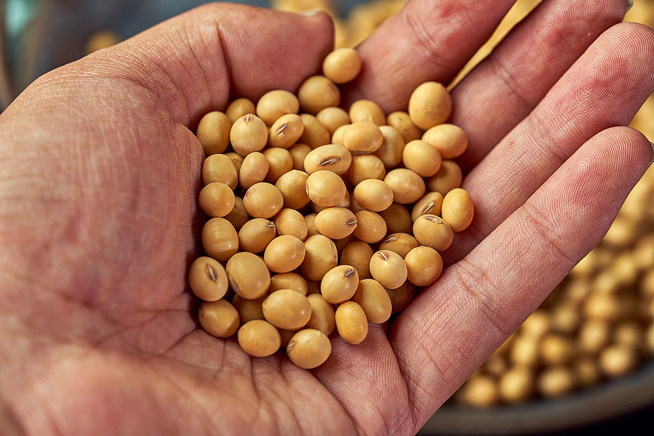 黄豆样片拍摄|九零微文化