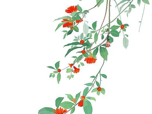 石榴花