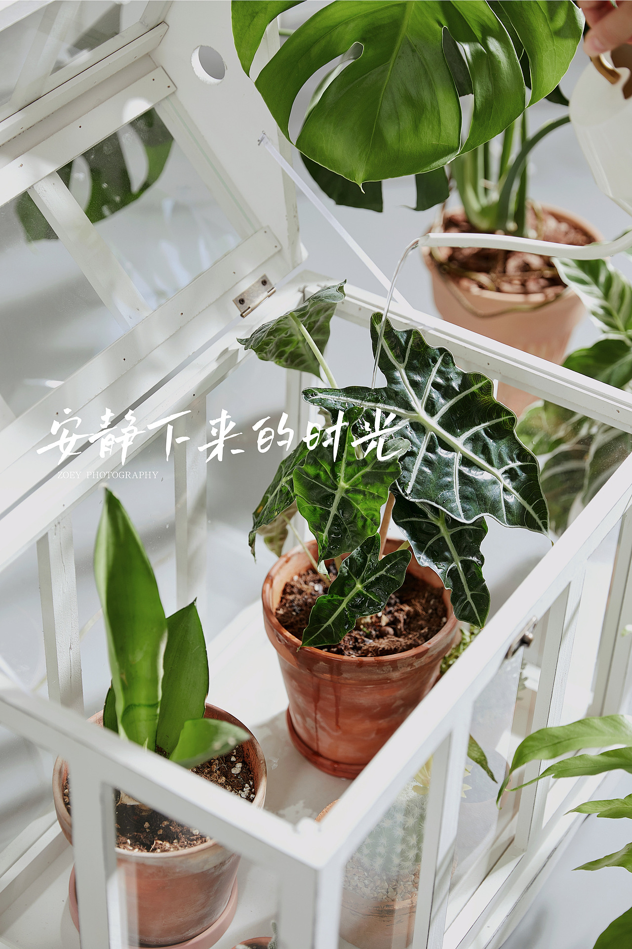 阳光花房（图ZMjc5ODc5NTMy） - 产品摄影 - 站酷设计师海岛华映静物摄影原创素材 - 站酷ZCOOL