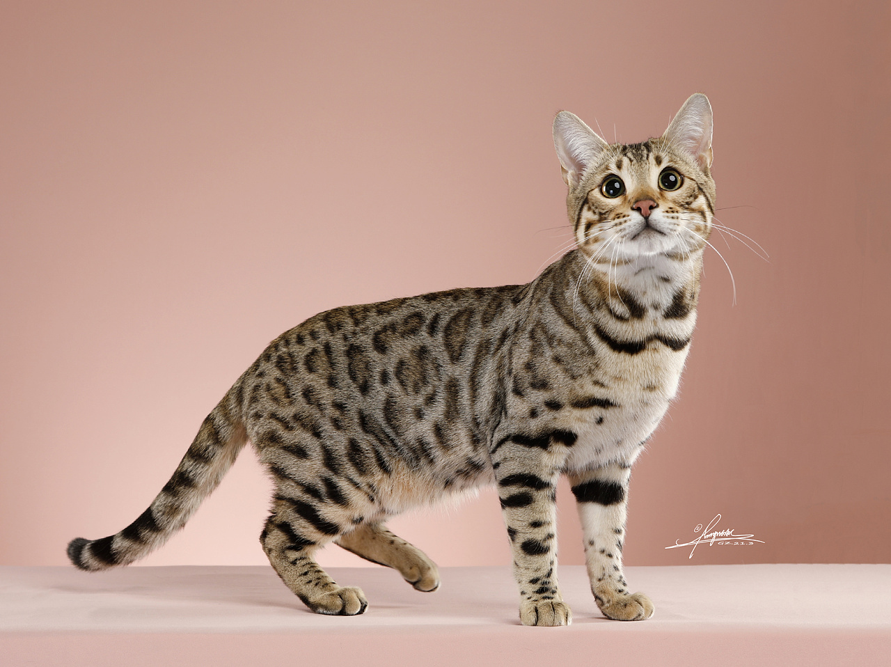 豹猫|摄影|宠物摄影|amyworks赛猫摄影 - 原创作品 - 站酷 (zcool)