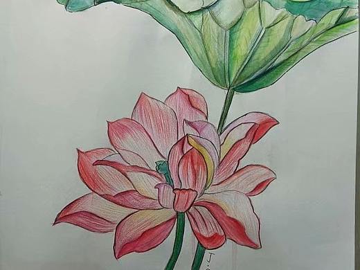 彩铅水彩荷花