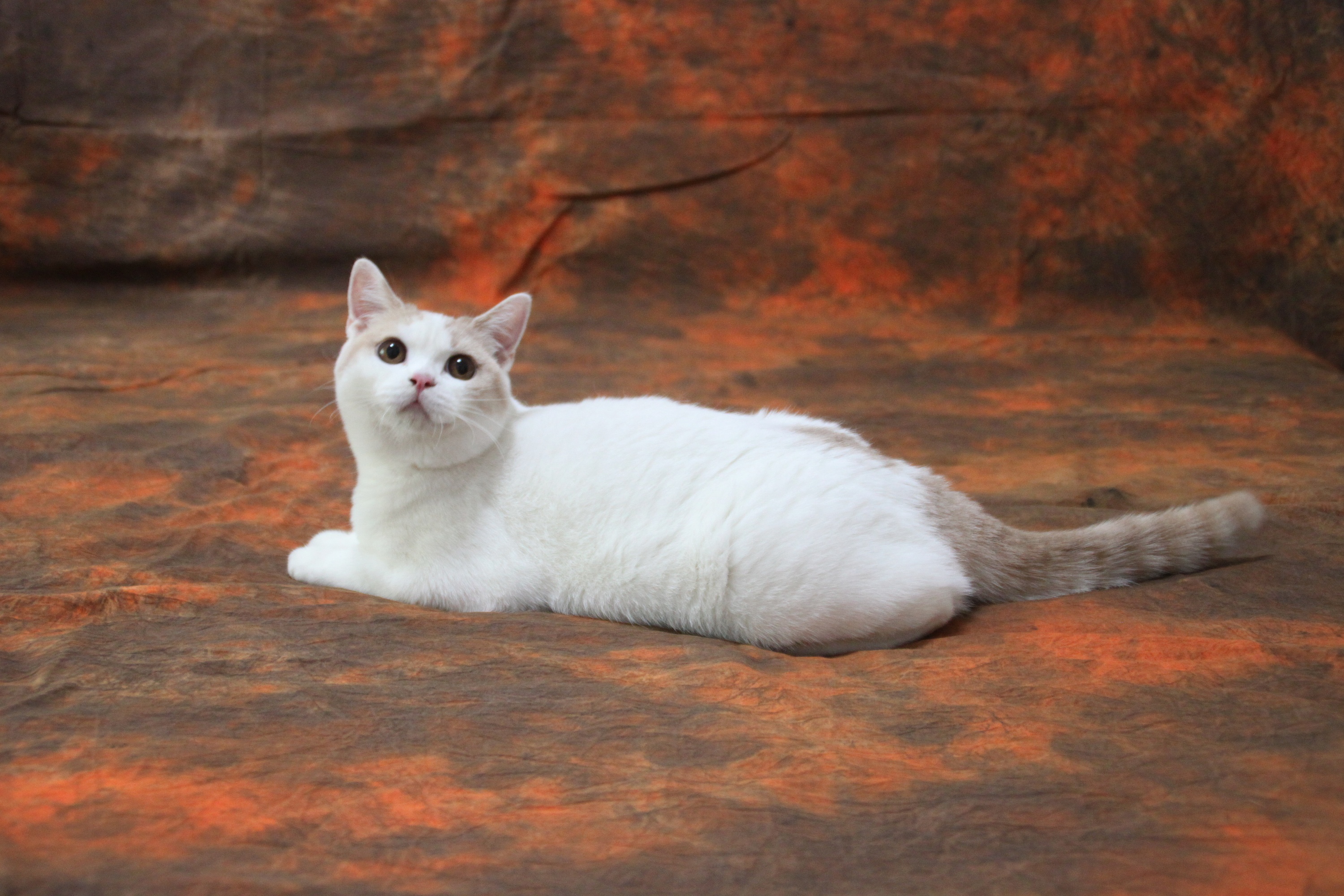 英国短尾猫白色图片