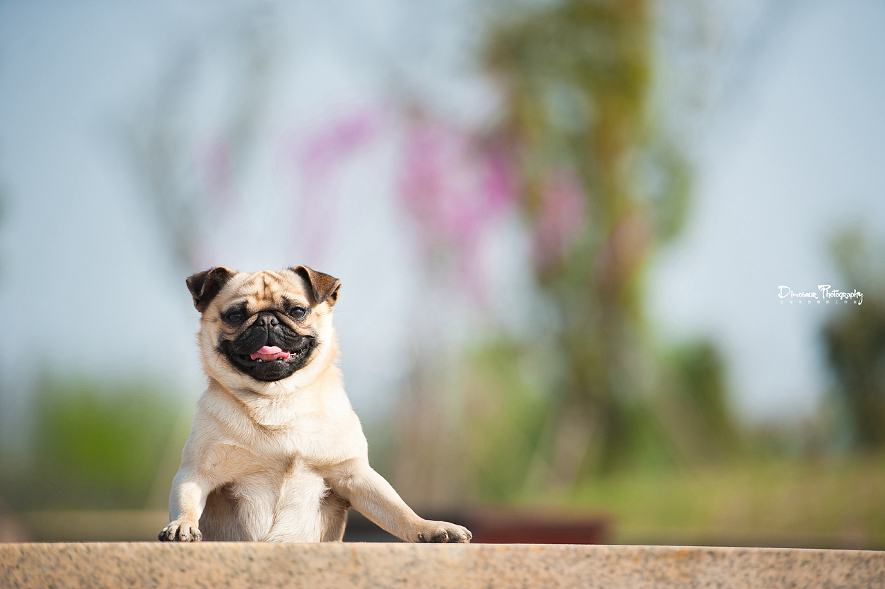 【恐龙】宠物摄影海宁站-可爱的巴哥三三