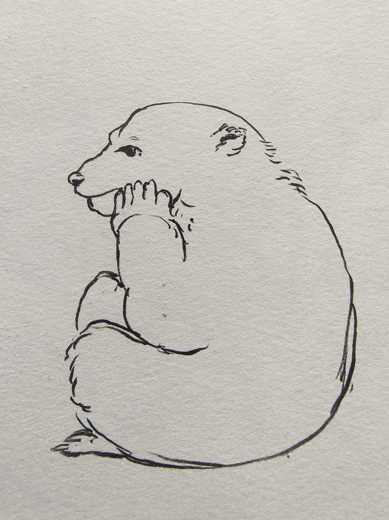 近日动物速写合集(二)