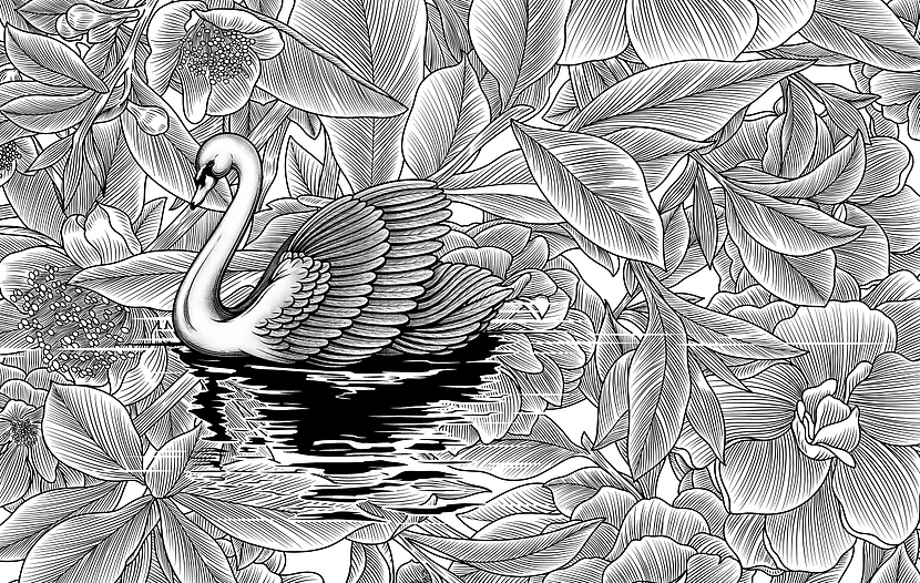 天鹅戏水 群花 插画手绘