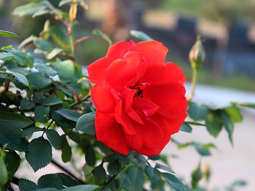 信丰县希元花园农庄