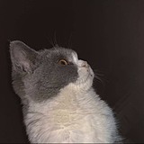 见怪不怪XT的头像