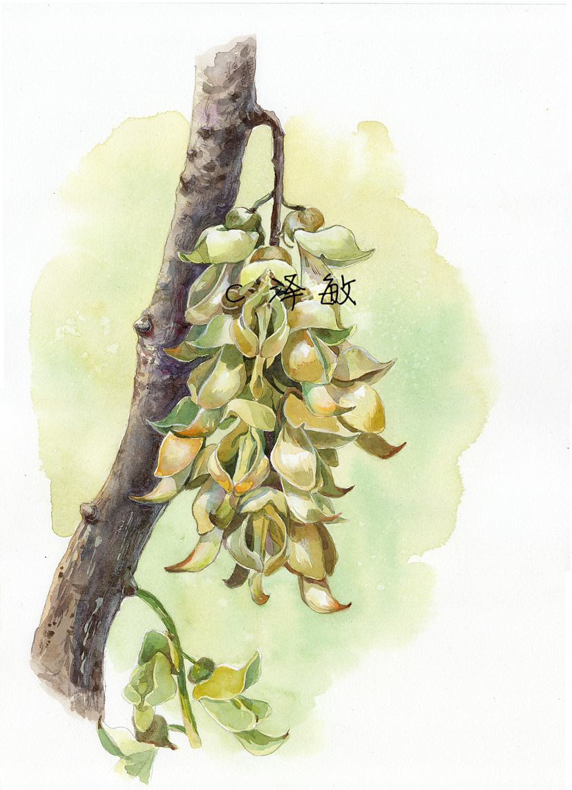 博物植物画系列组图（图ZMzMzNDc0Mzc2） - 商业插画 - 站酷设计师画画的陈原创素材 - 站酷ZCOOL