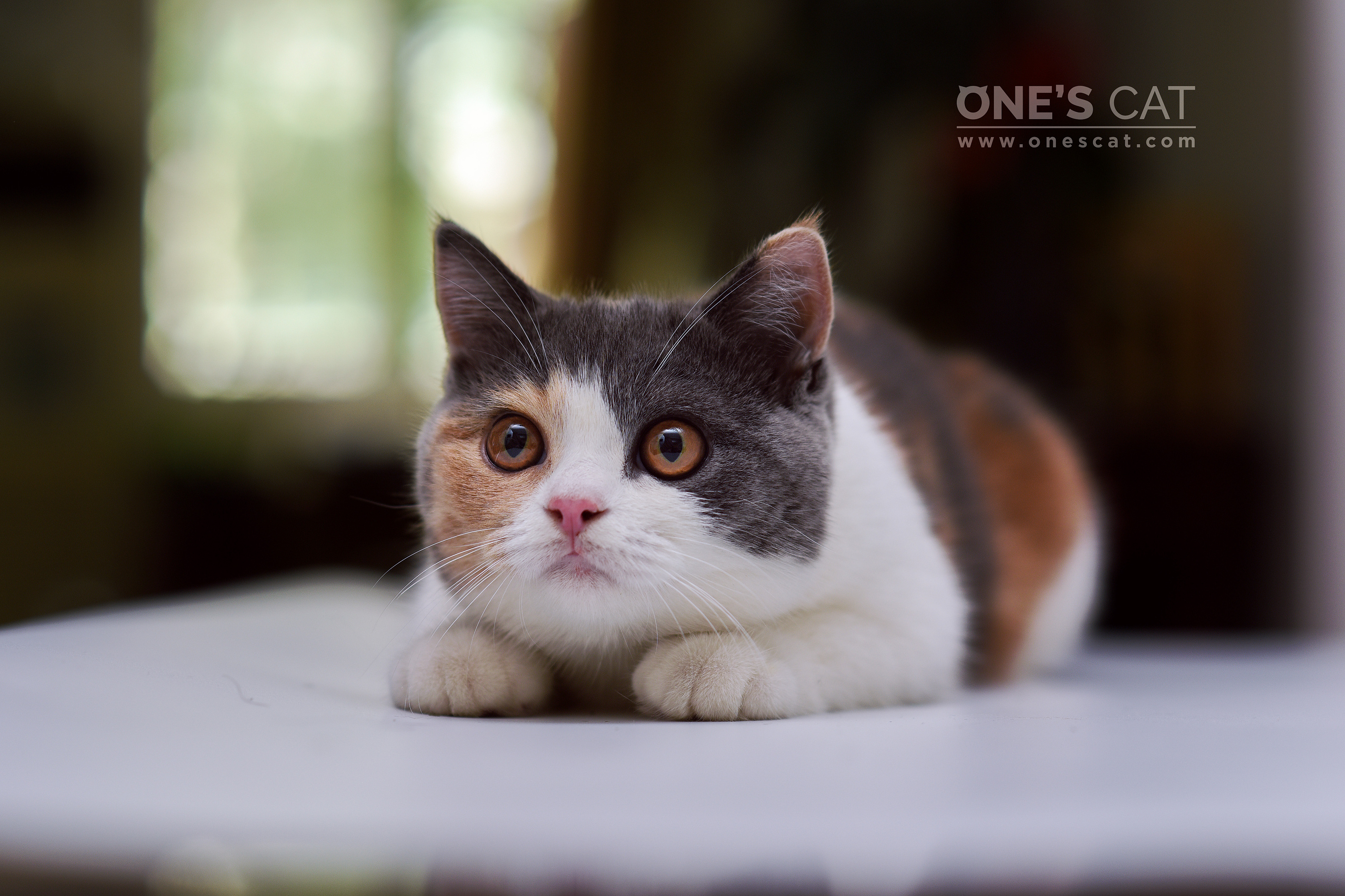 onescat-克查原创作品【7】美伢,小新与nano