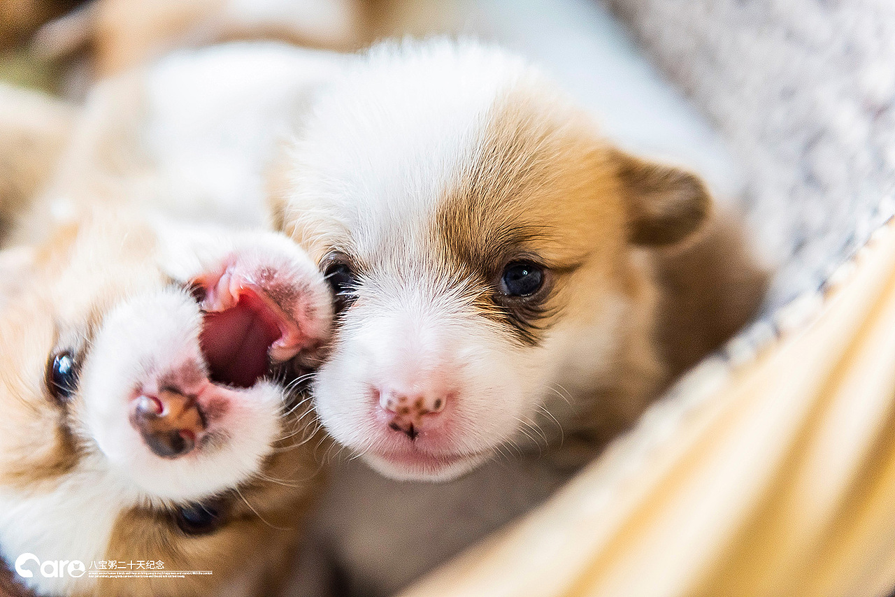 通旺和她的八宝粥（图ZMTU4NzU3NjI0） - 宠物摄影 - 站酷设计师不会拍照的小美工原创素材 - 站酷ZCOOL