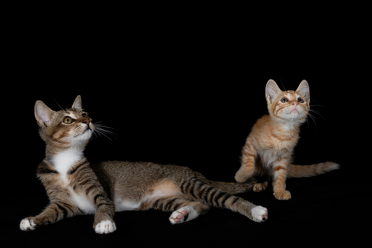 中华田园·橘猫 