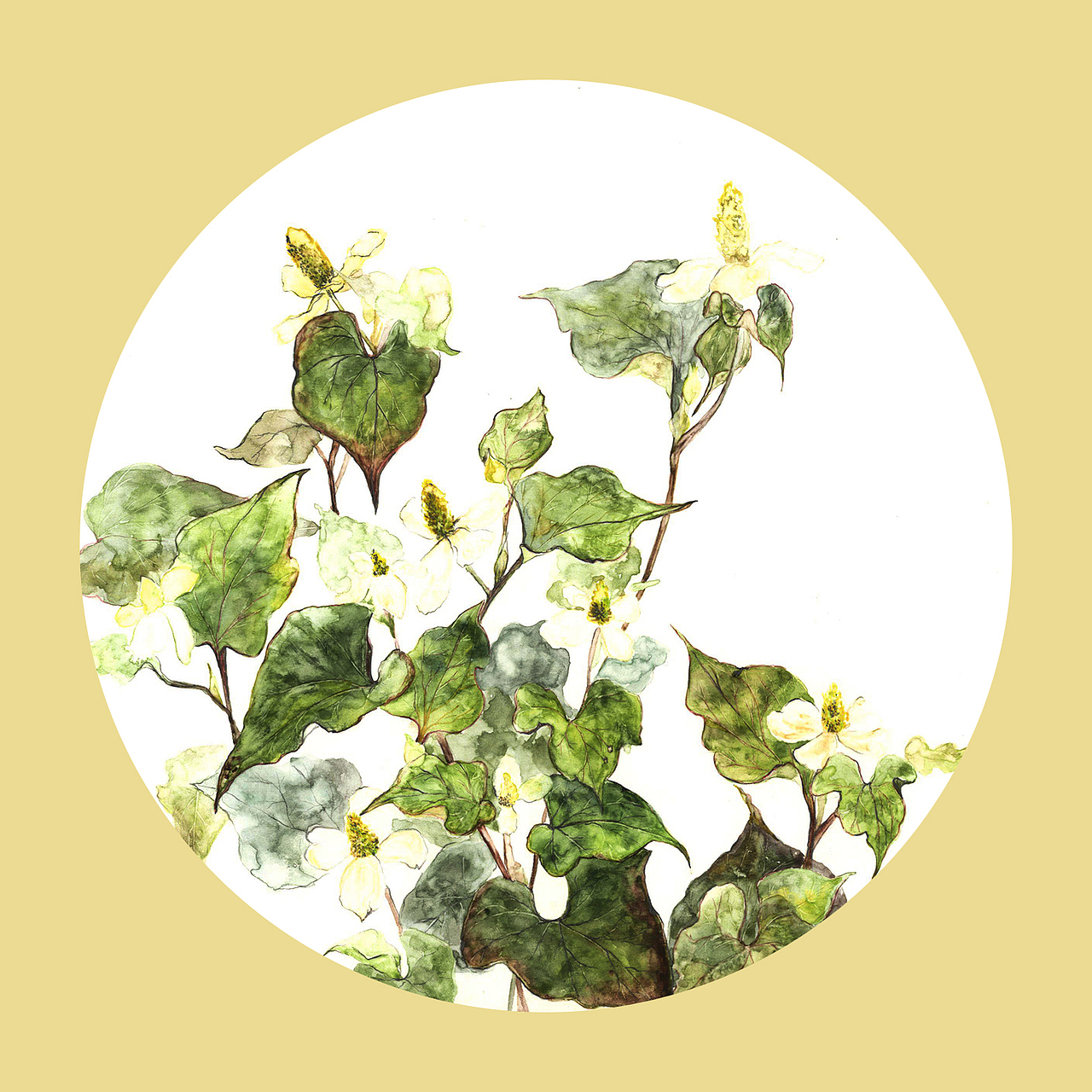 植物生长——鱼腥草（图ZMTAxNDIwMDYw） - 创作习作 - 站酷设计师77糖小逗原创素材 - 站酷ZCOOL