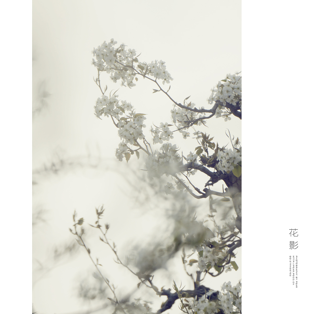 花 影（二）（图ZMjY0OTE2NDg=） - 风光摄影 - 站酷设计师pear1103原创素材 - 站酷ZCOOL