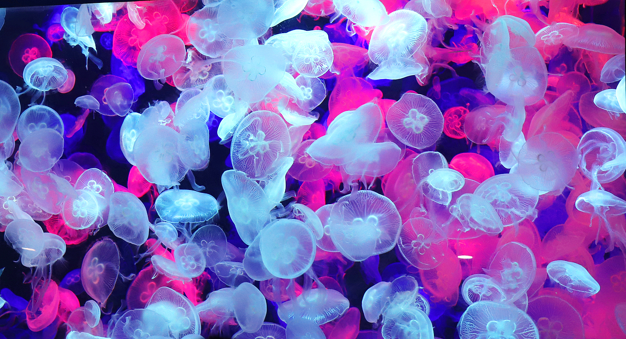 水族馆的鱼鱼（图ZMTU1NjQwMTE2） - 宠物摄影 - 站酷设计师宋宋要飞扬原创素材 - 站酷ZCOOL