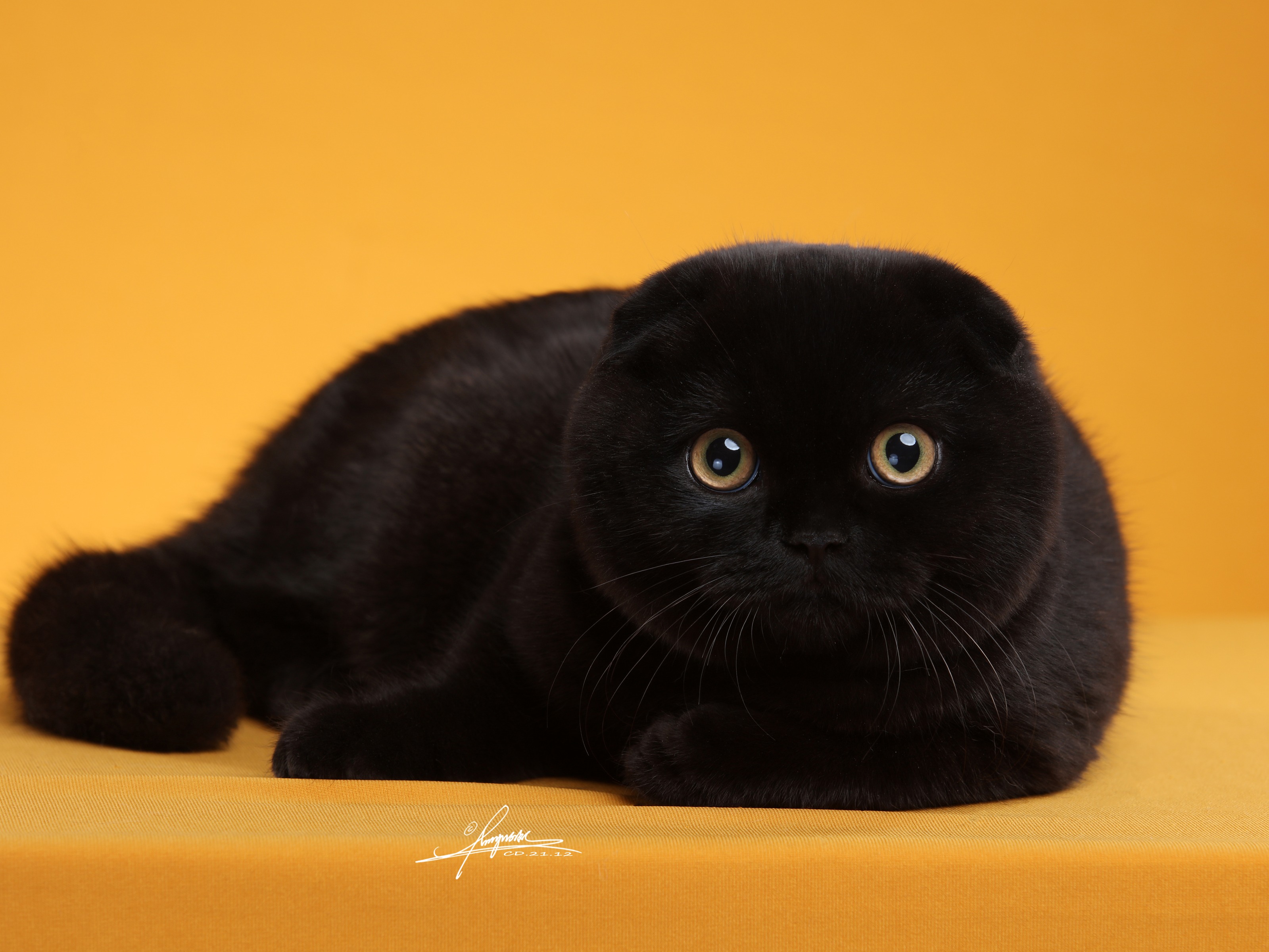 七叶英短猫舍英国短毛猫蓝白蓝猫宠物猫摄影图|摄影|动物|七叶英短猫舍 - 原创作品 - 站酷 (ZCOOL)