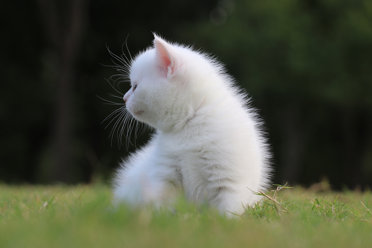 801英短纯白-母-34day565g双血统 纯白英短