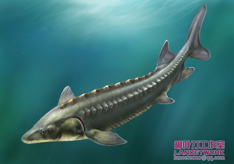 动植物插画小品