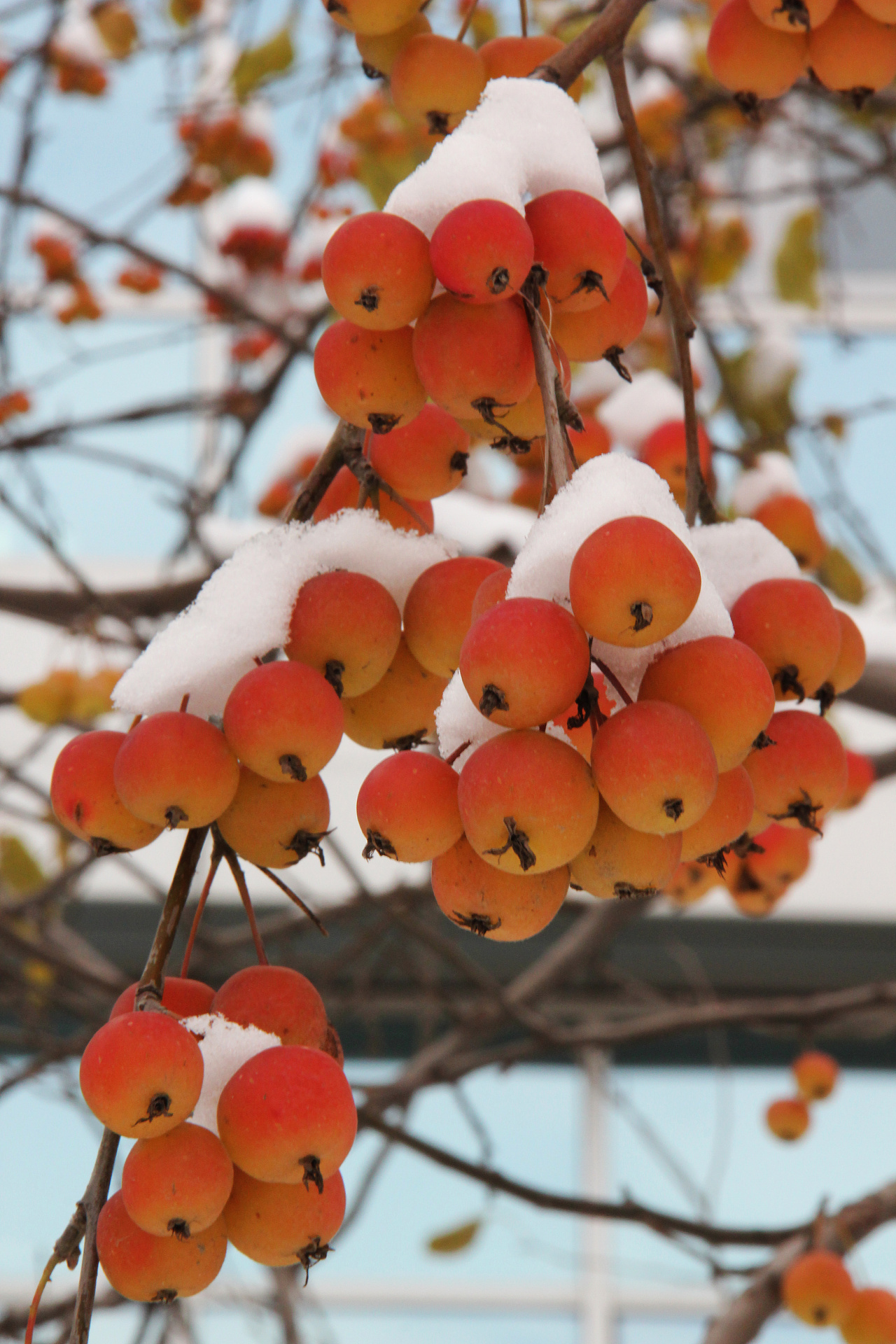 《 雪中海棠 》