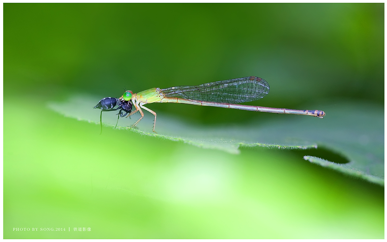 《那些蜓》-【茸城老T】生态摄影 昆虫摄影（图ZNDEyMDE3NDQ=） - 风光摄影 - 站酷设计师茸城老T原创素材 - 站酷ZCOOL