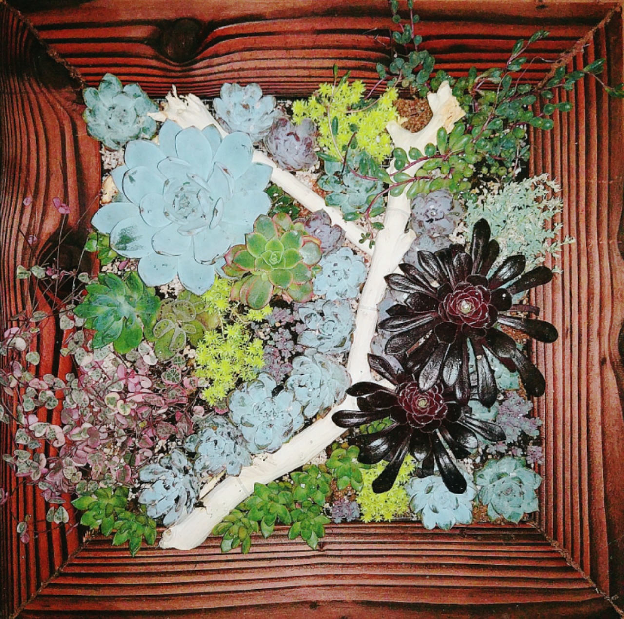 《多肉墙》装饰画