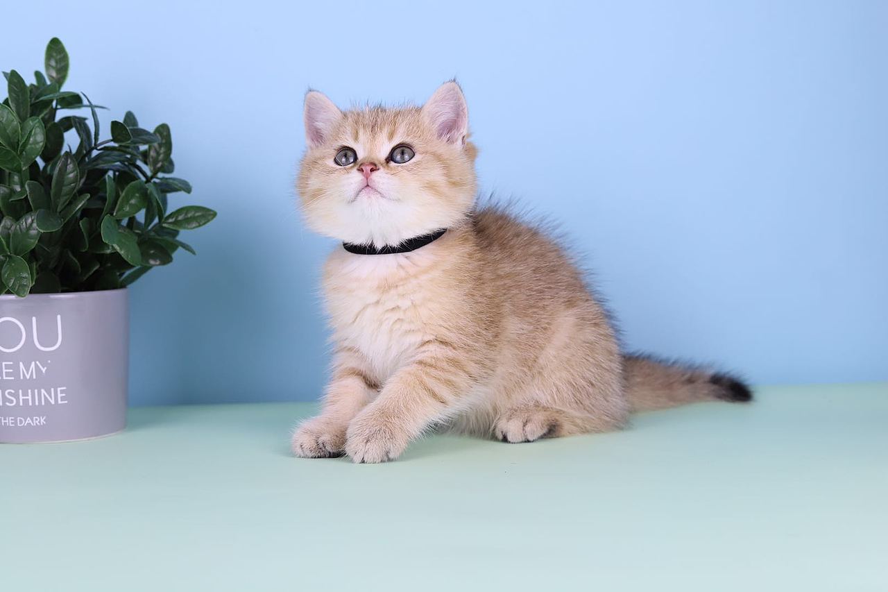 金渐层小奶猫摄影