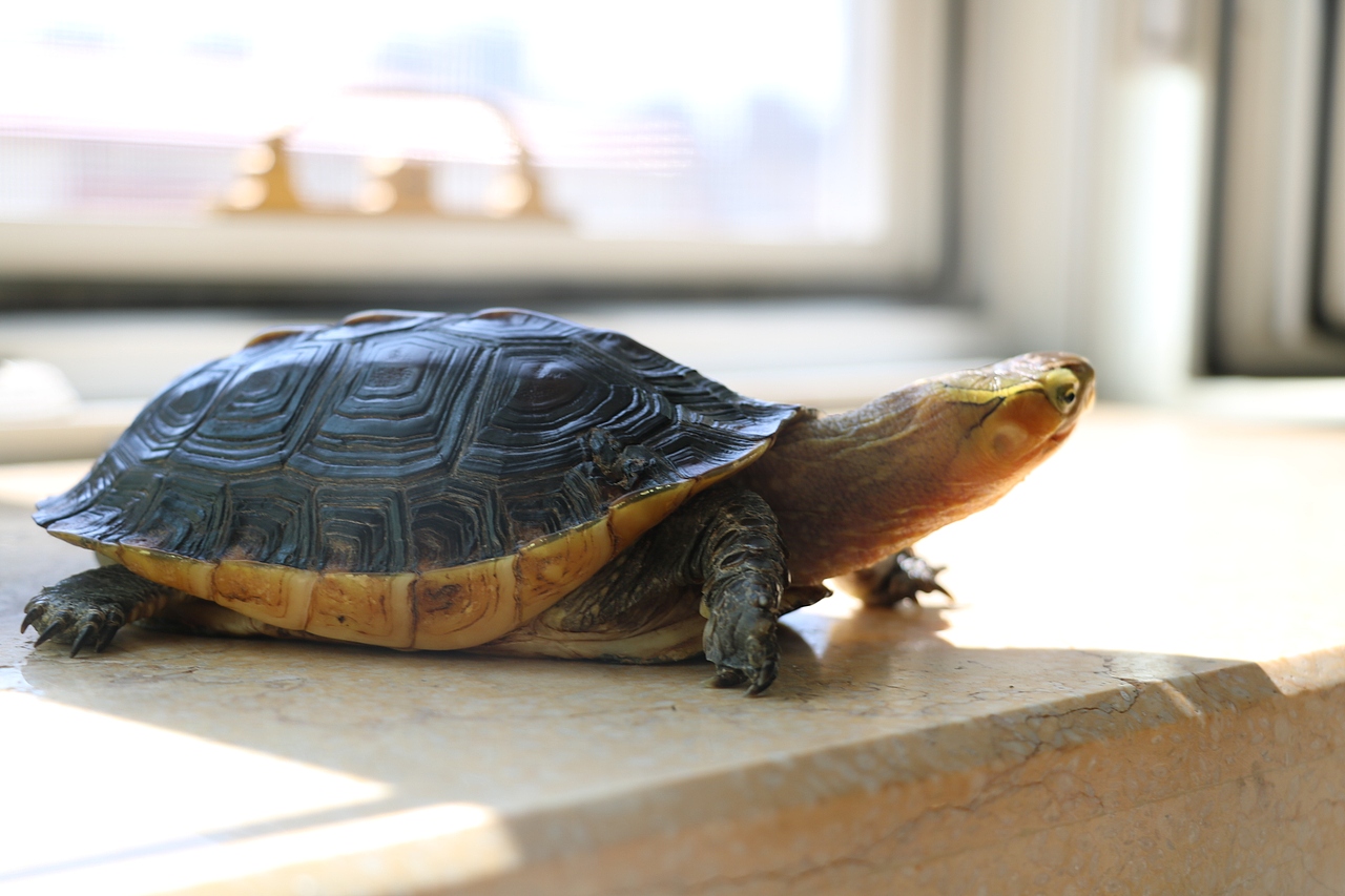 国家二级保护动物黄缘闭壳龟