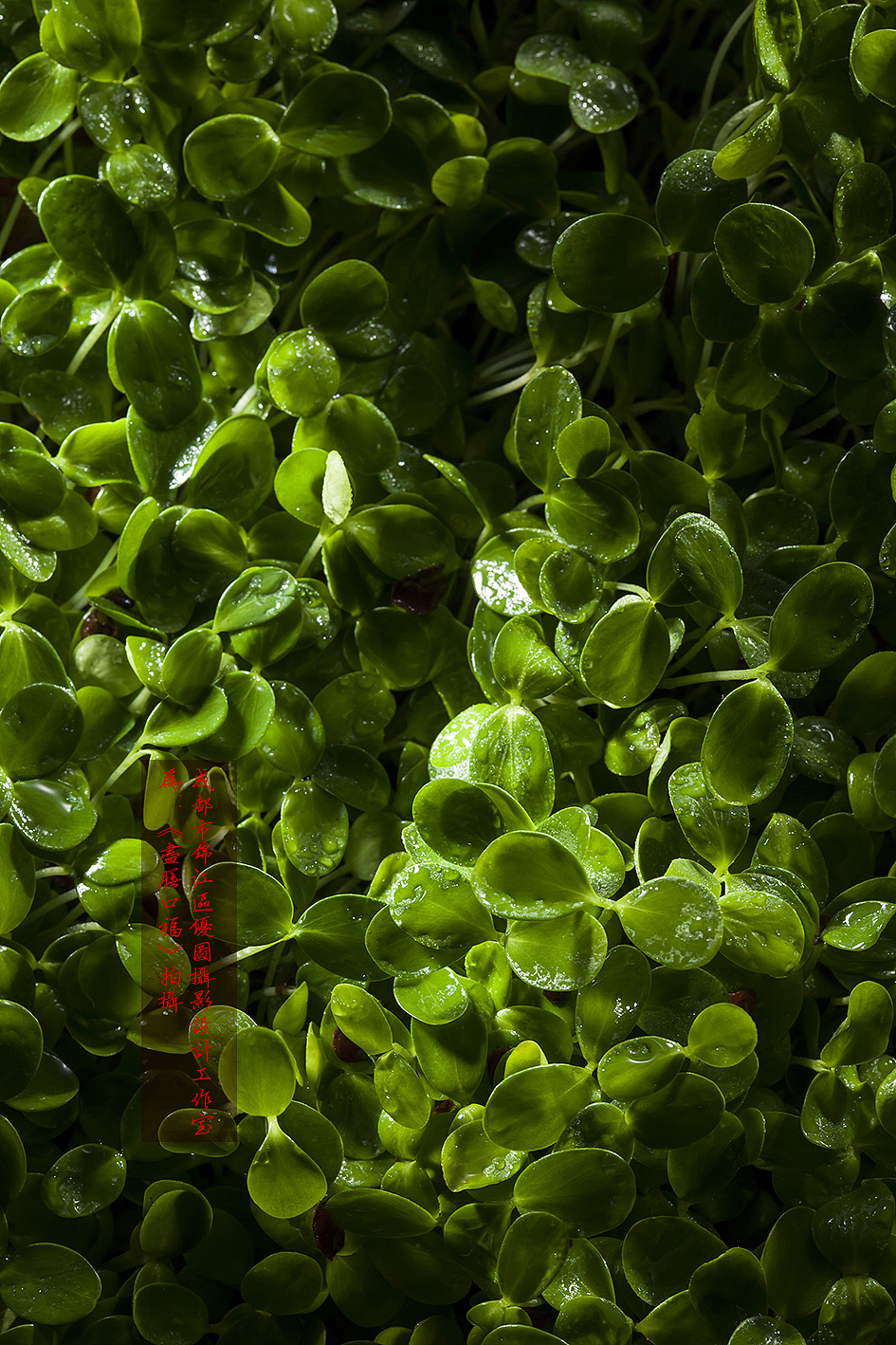 跷脚牛肉年轻感拍法|尽膳口福