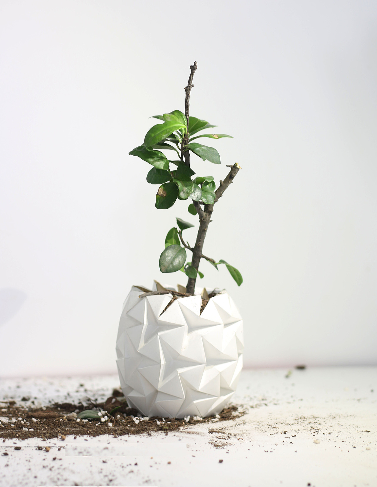 growth成长花盆礼盒包装设计