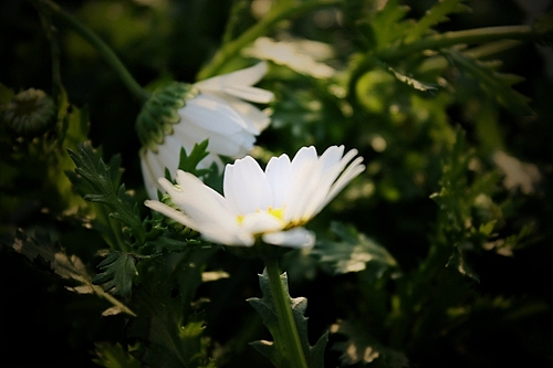 青岛世园会千桃园风景