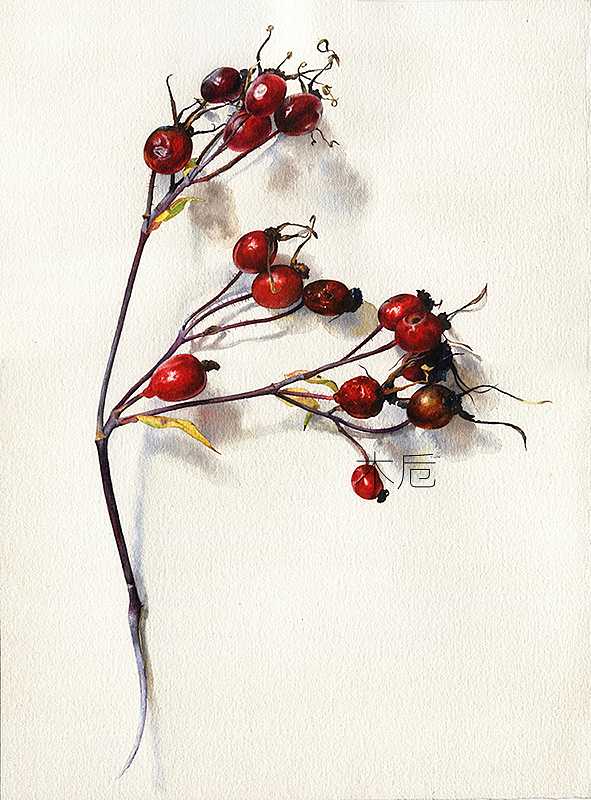 2017的一些水彩植物