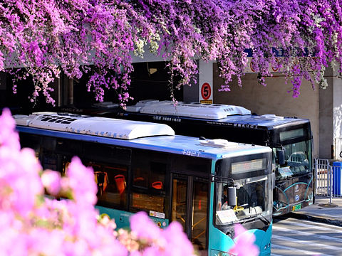 三角梅花海（个人主页-ZNjcyMTkxMTI=） - 风光摄影 - 站酷设计师半浔原创素材 - 站酷ZCOOL