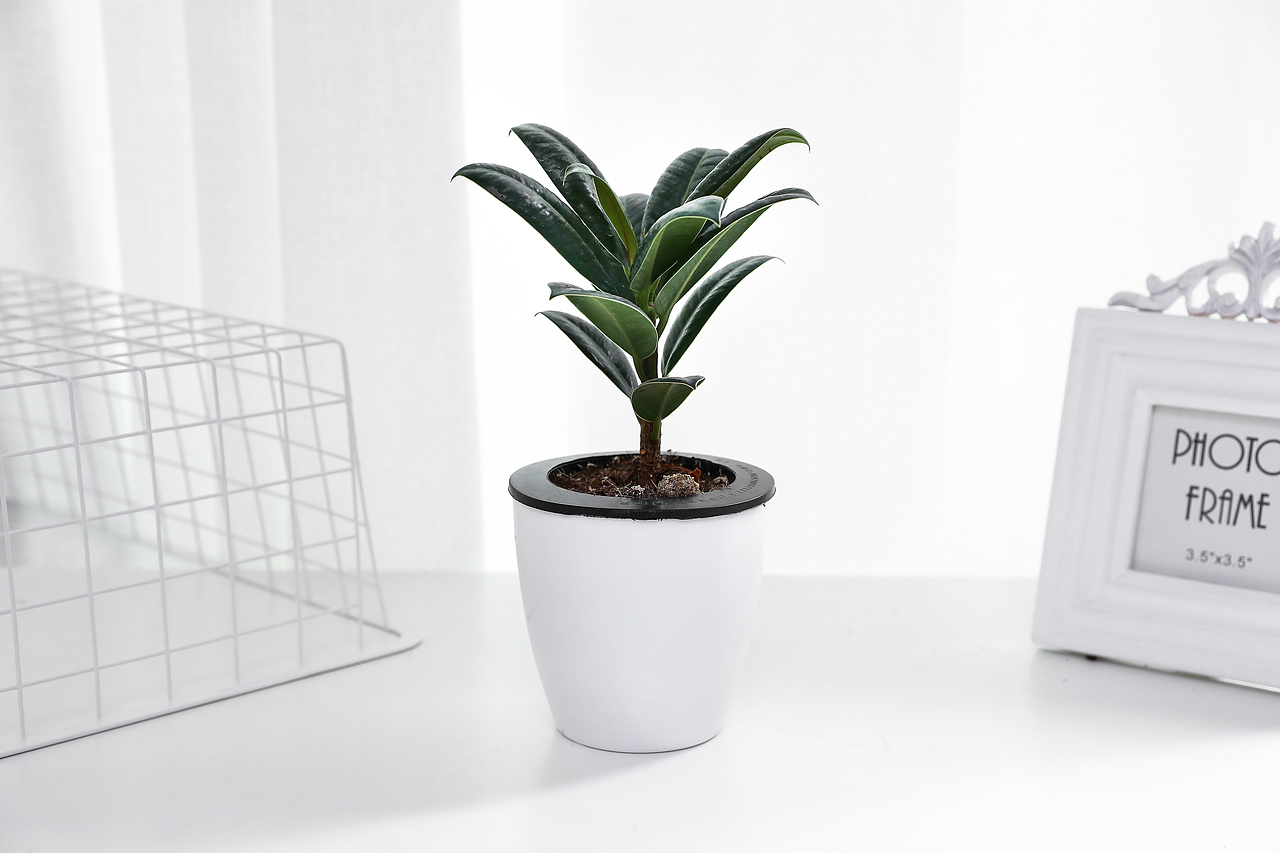 办公室绿植了解一下?