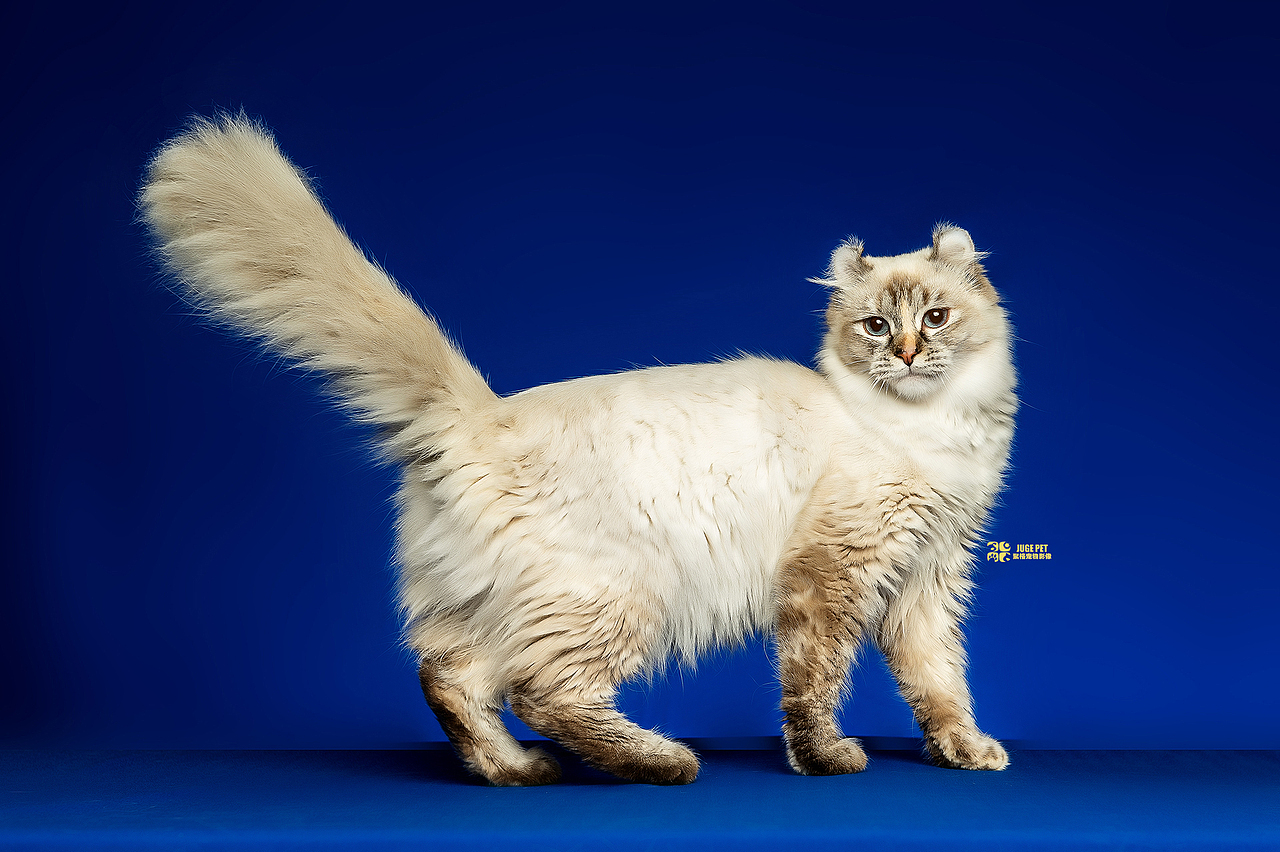 宠物摄影|猫咪拍摄(美国卷耳猫)