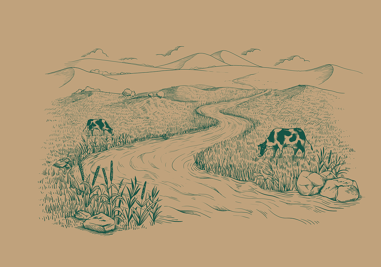 特仑苏沙漠有机奶包装插画