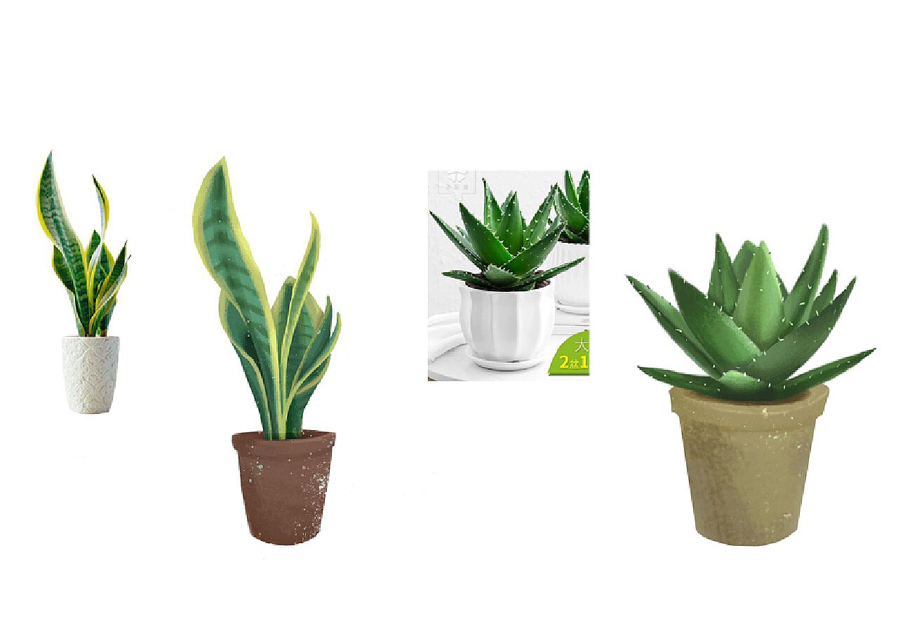 植物写生