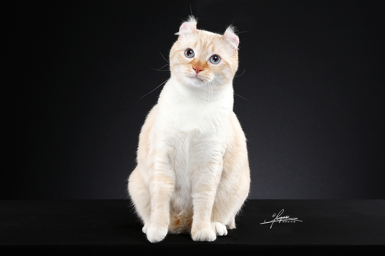 美国卷耳猫amyworks,拍摄于大连