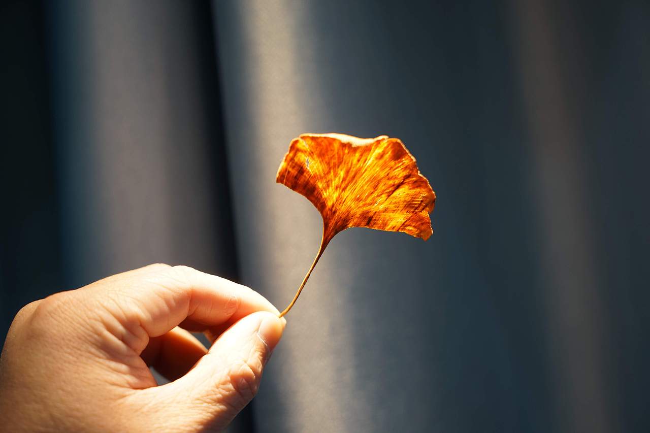 极限木雕海南黄花梨银杏叶