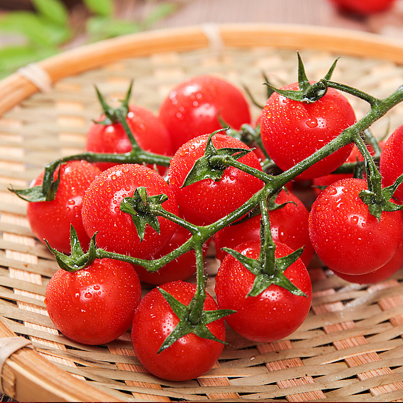 釜山88玲珑小番茄